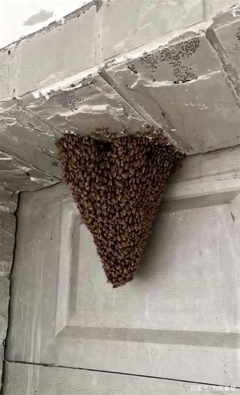 大樓車道上方的房子 蜜蜂在家里筑巢怎么办